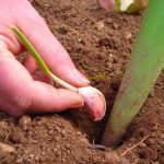 Le bon geste à faire en automne pour récolter un ail beau et savoureux au jardin