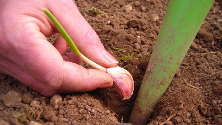 Le bon geste à faire en automne pour récolter un ail beau et savoureux au jardin