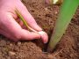 Le bon geste à faire en automne pour récolter un ail beau et savoureux au jardin
