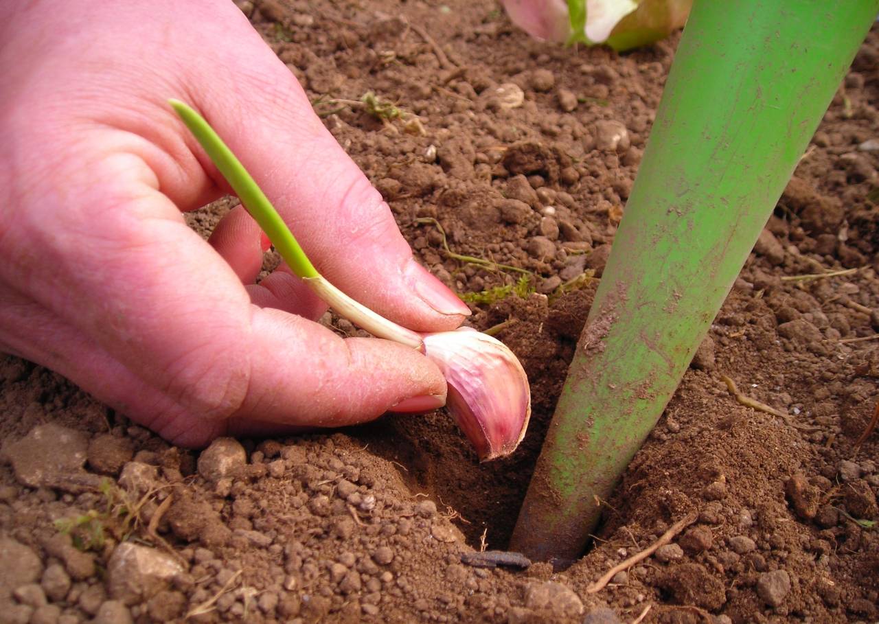 Le bon geste à faire en automne pour récolter un ail beau et savoureux au jardin