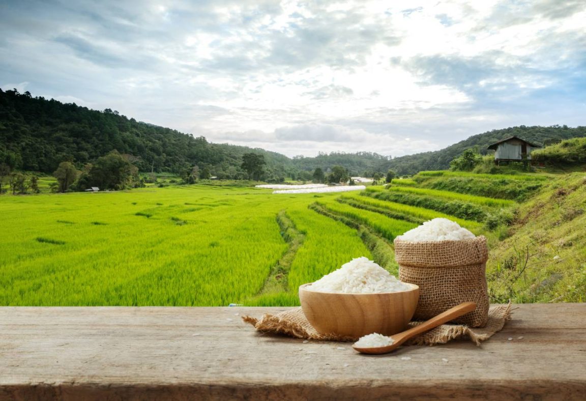 Réussir la culture du riz jasmin : tout ce qu'il faut savoir avant de se lancer