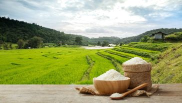 Réussir la culture du riz jasmin : tout ce qu'il faut savoir avant de se lancer