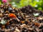 Compost qui ne se décompose pas : 4 conseils simples pour l'accélérer vraiment