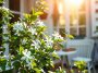 Le secret d’un jasmin magnifique : ces 5 gestes simples qui font toute la différence