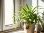Plante araignée : tout ce qu'il faut savoir pour qu'elle pousse vraiment bien