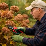Tailler les hortensias en octobre : bonne ou mauvaise idée ?