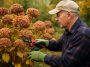 Tailler les hortensias en octobre : bonne ou mauvaise idée ?